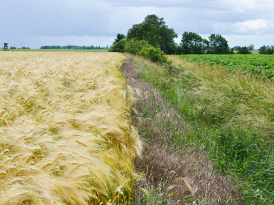 Sustainability of Agriculture in varying economic conditions of EU countries