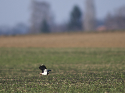 Research into avian populations and communities