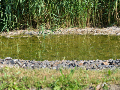Enhancement of nitrogen and phosphorus removal in constructed treatment wetlands