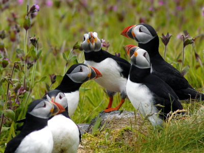 Community Ecology and Conservation