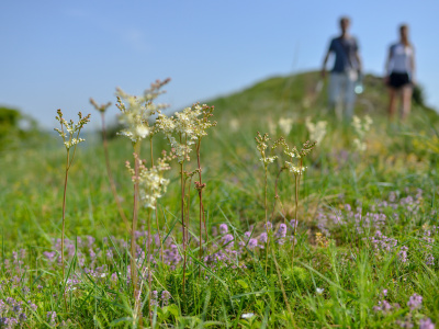 Plant Biodiversity and Evolution Research Group