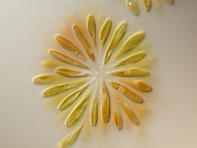 Algal speciation & evolution lab