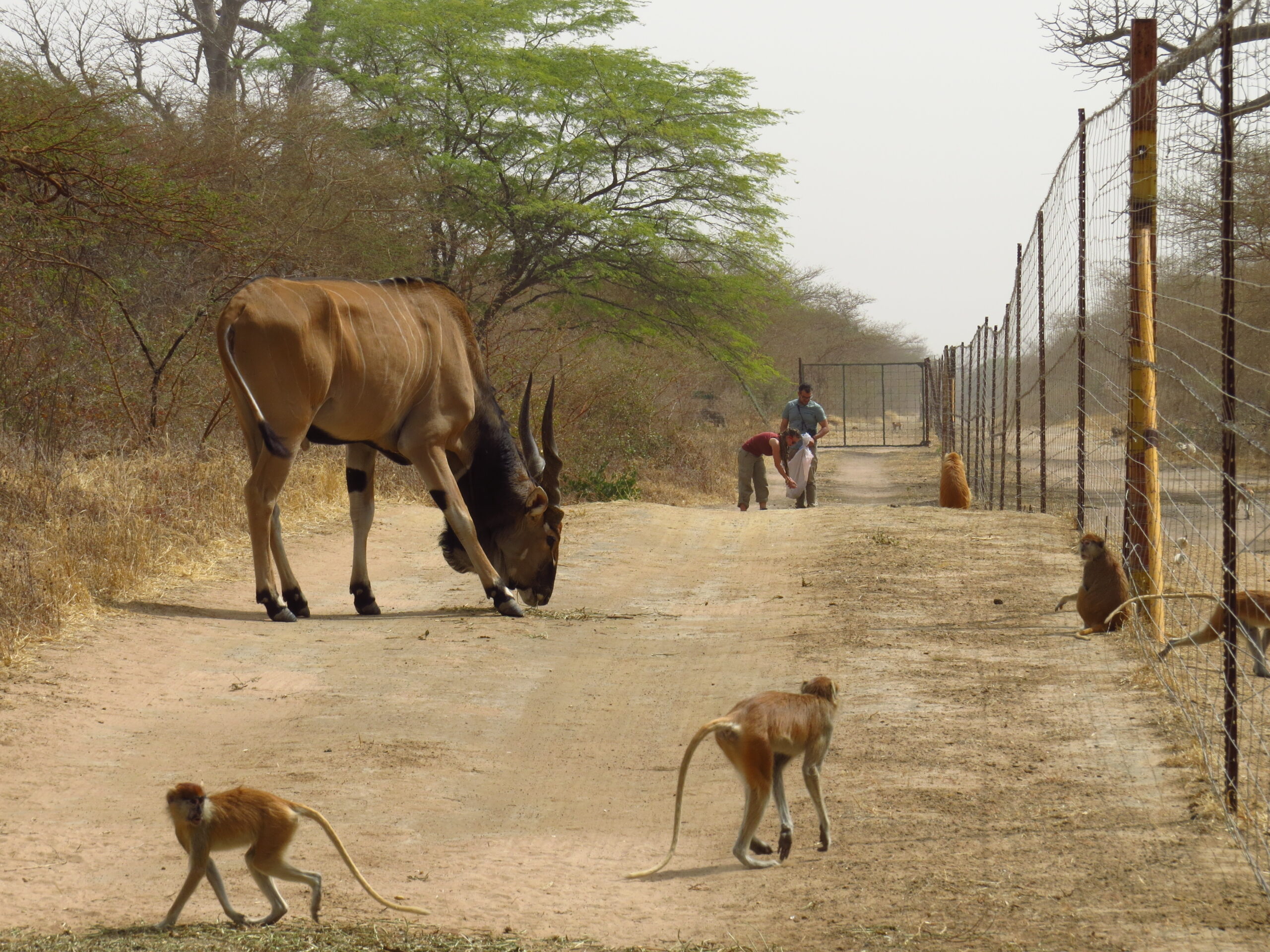 Wildlife Management and Conservation