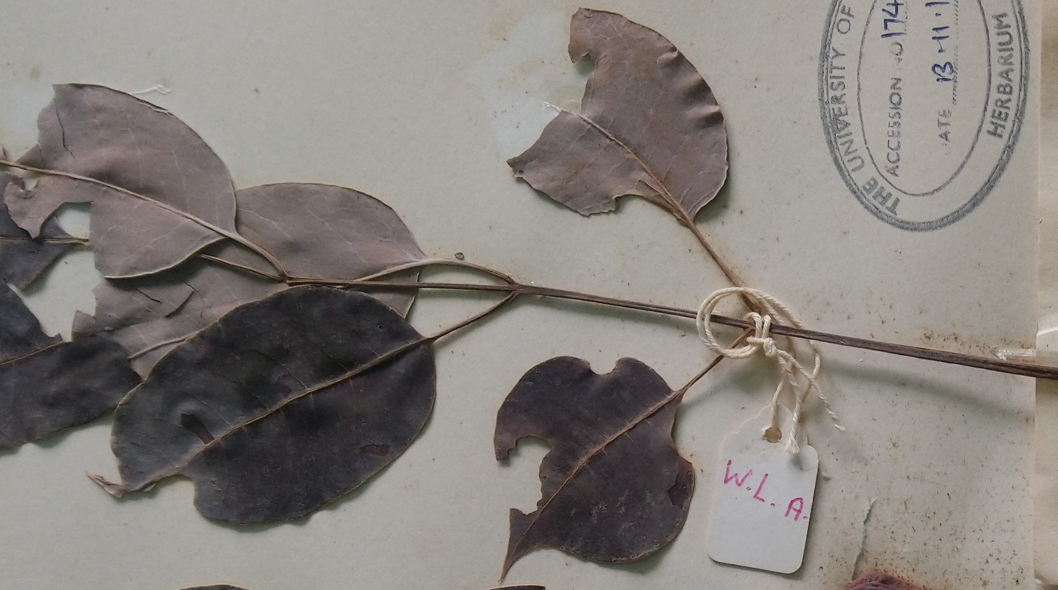 Tropical Botany and Ethnobiology